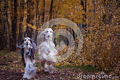Dogs, two beautiful Afghan hounds Stock Photo